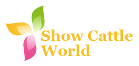Show Cattle World