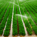 irrigation system