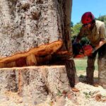 Tree Cutting