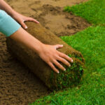 Sod Installation