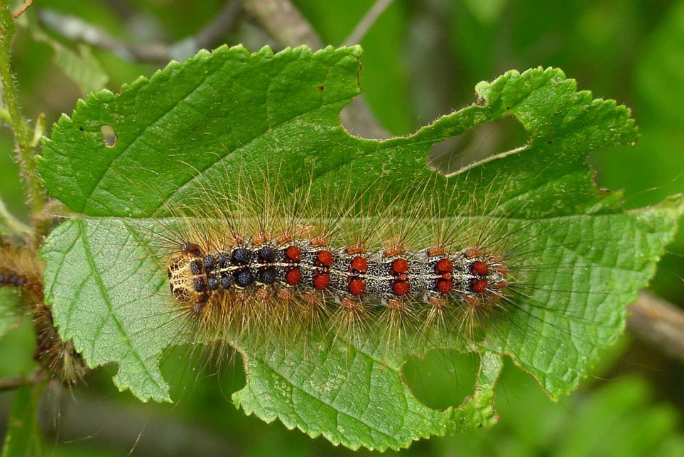 Pest-Free Living in Wisconsin