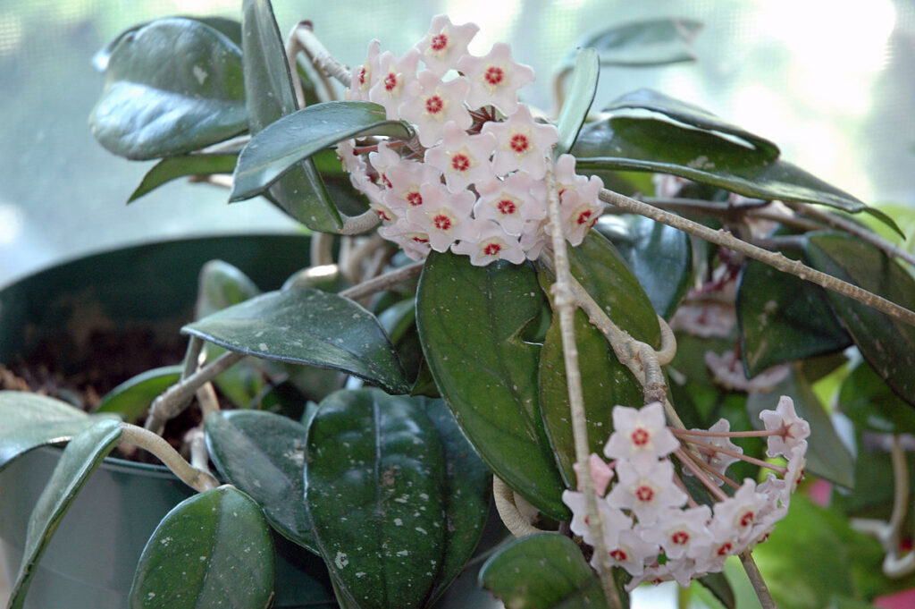 Bushes With White Flowers That Smell Good