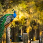 What Does It Mean When a Peacock Crosses Your Path