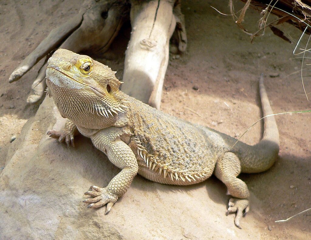 The Biggest Bearded Dragon In The World