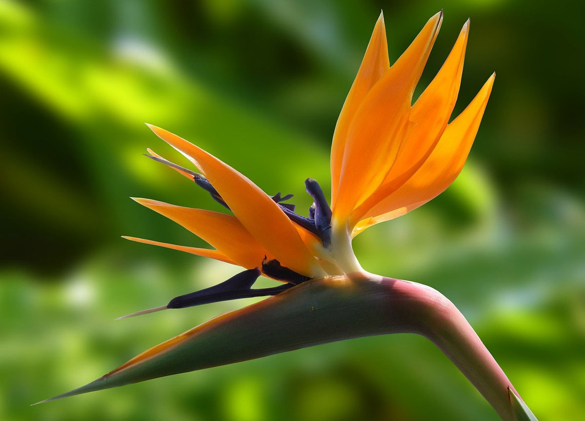 PlantsThat Look Like Bird Of Paradise