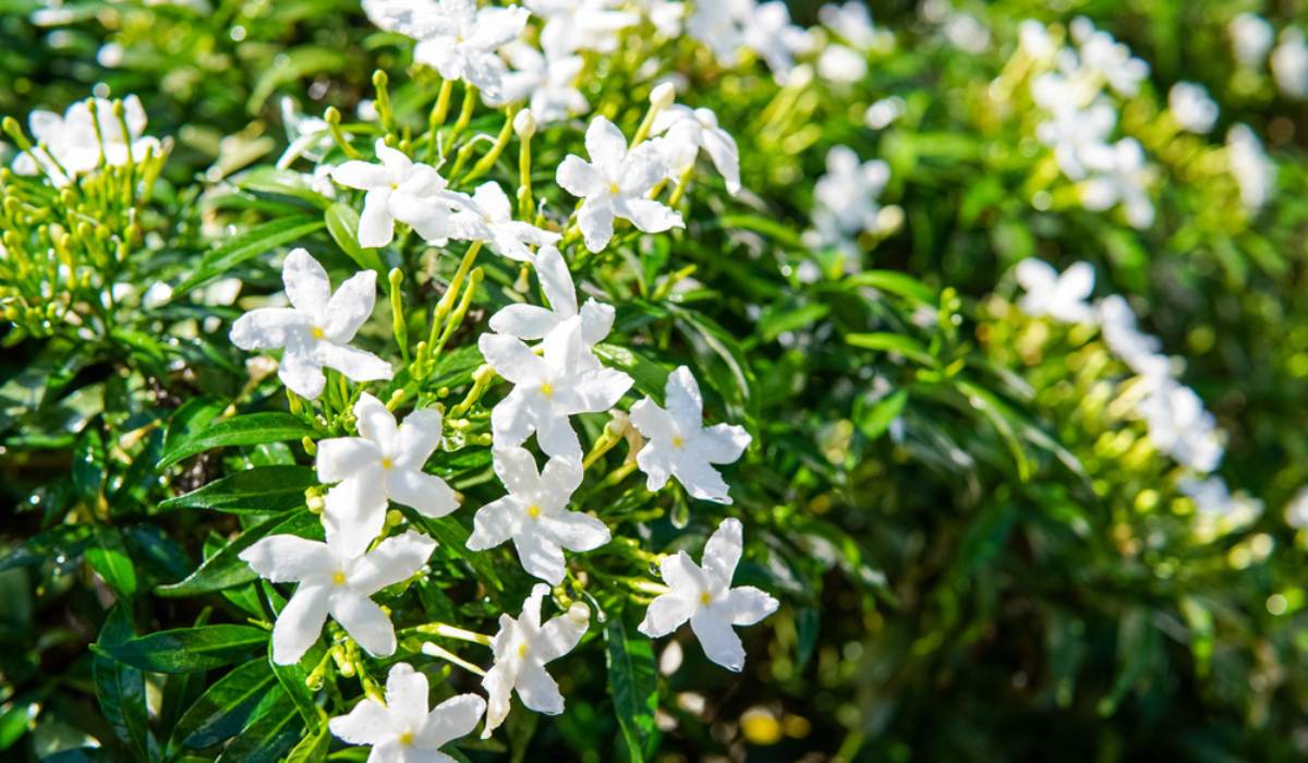 which plant has a black stem with white flowers