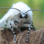 What Does It Mean When You See a White Moth