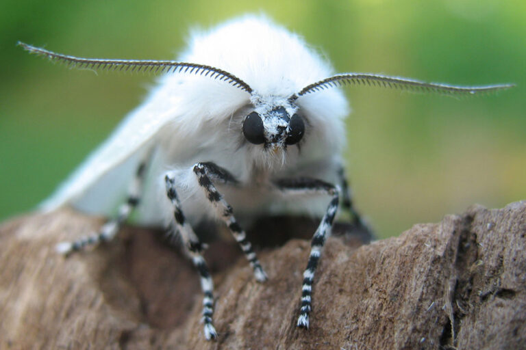 What Does It Mean When You See a White Moth