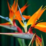 How To Get a Bird Of Paradise To Bloom