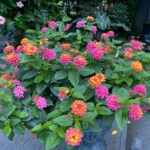 How To Care For Lantana In Pots