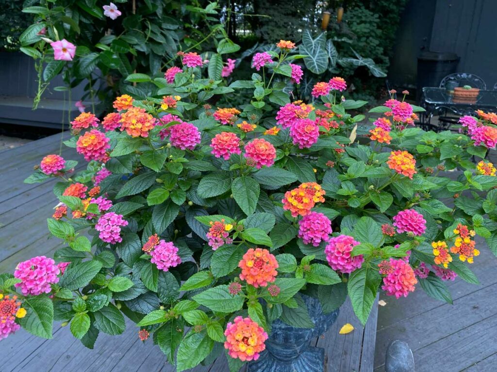 How To Care For Lantana In Pots