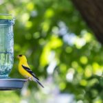 How To Make a Water Feeder For Birds
