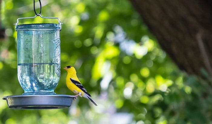 How To Make a Water Feeder For Birds