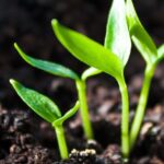 Why is plant health management important?