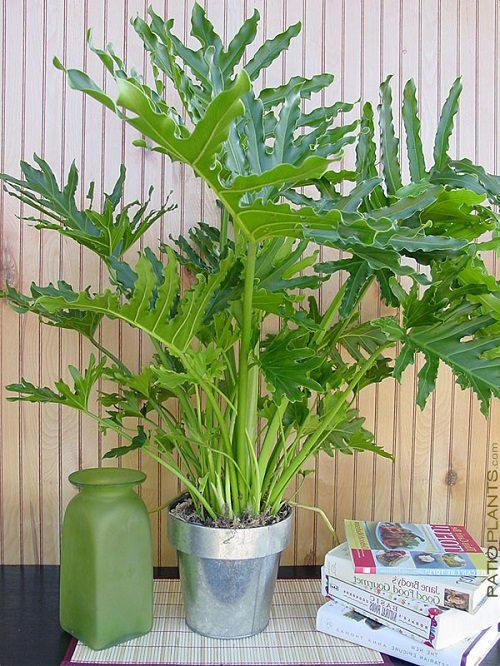 Tall Indoor Plants