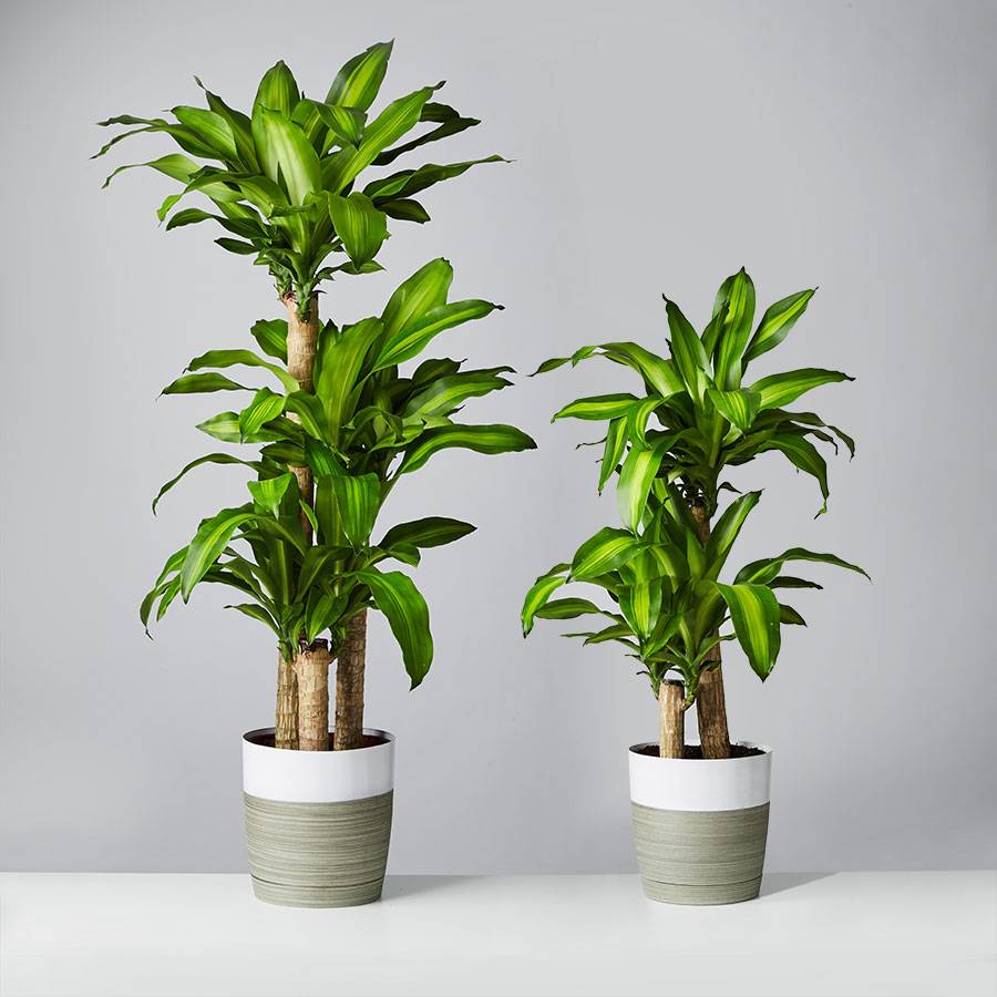 Large House Plants