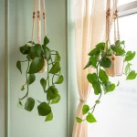 Hanging Plants