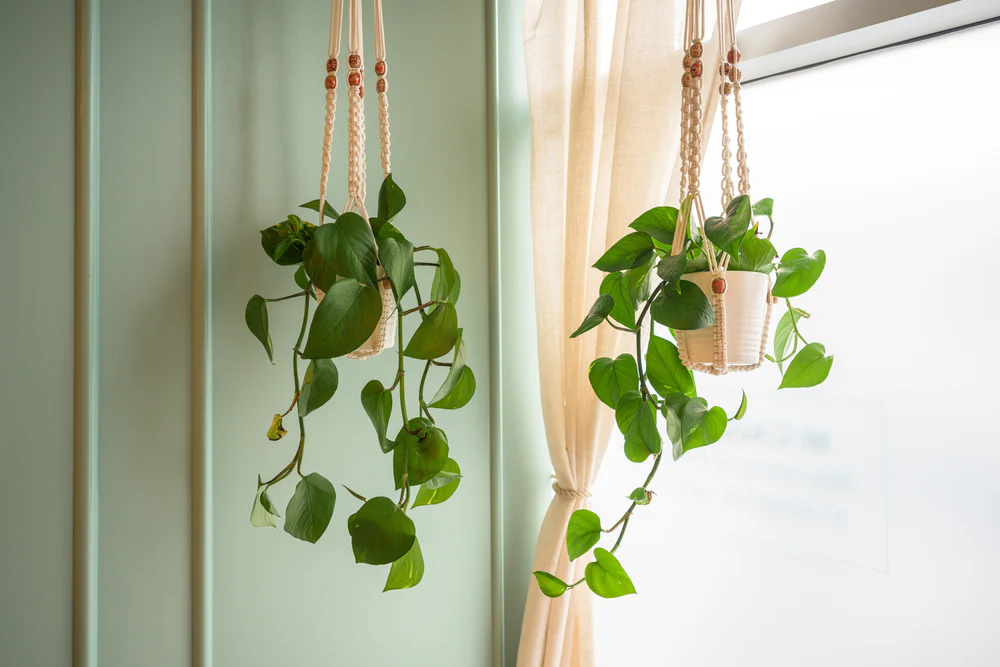 Hanging Plants