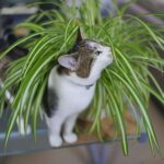 Spider Plants