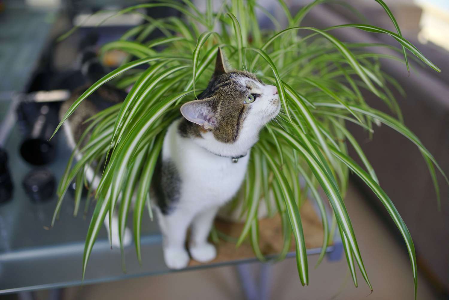 Spider Plants