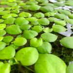 Floating Aquarium Plants