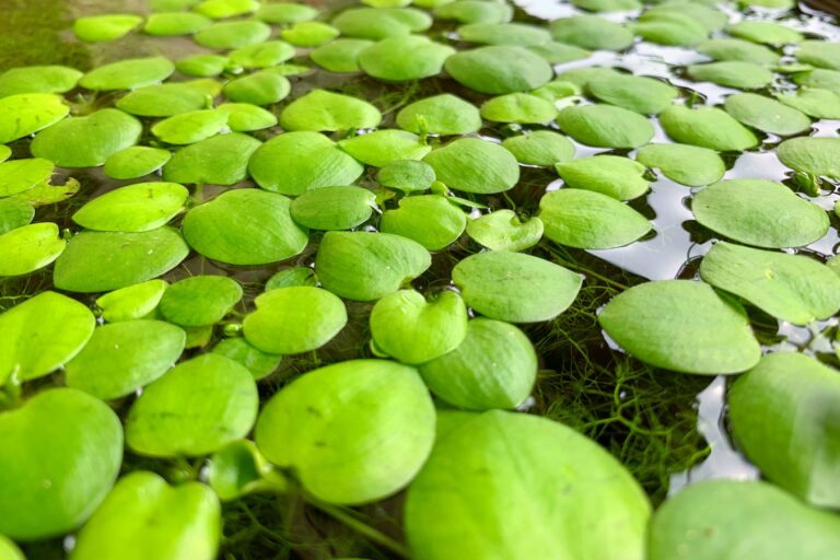 Floating Aquarium Plants