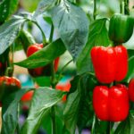 pepper companion plants