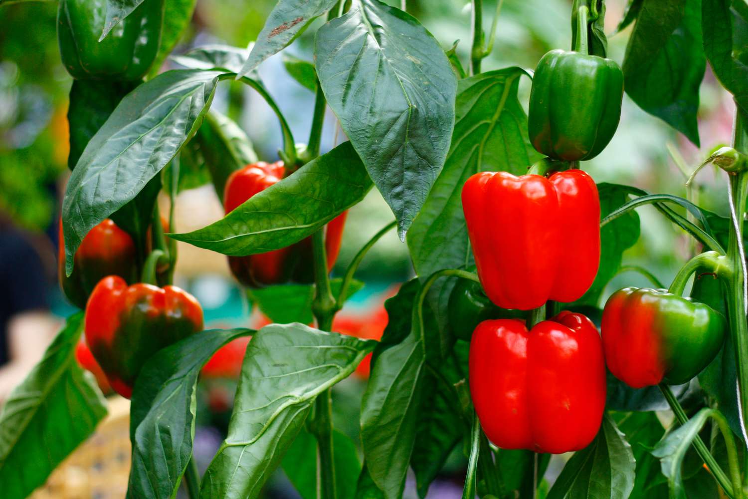 pepper companion plants