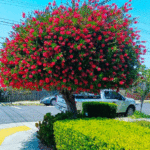 Bottle Brush Trees