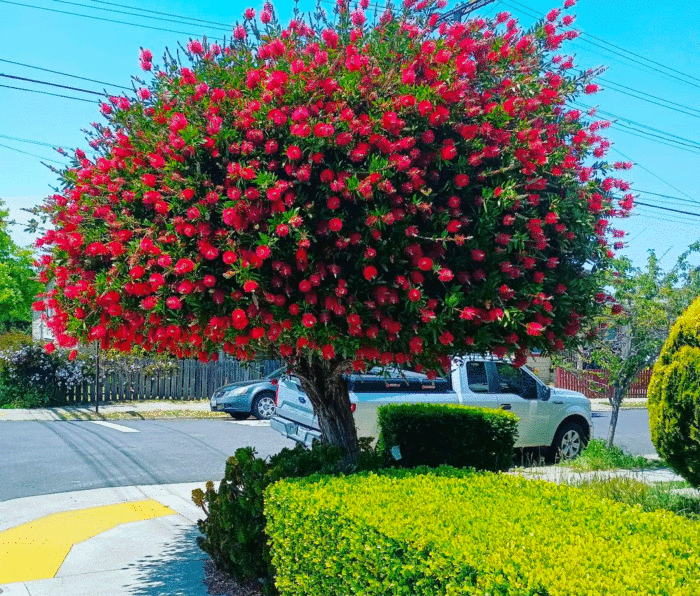 Bottle Brush Trees