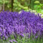 Lavender Plants