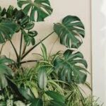 Tropical House Plants