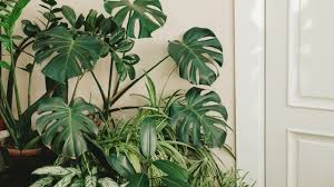 Tropical House Plants