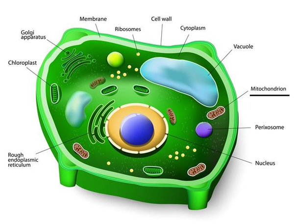 Mitochondria