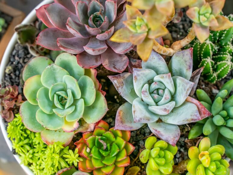 Succulent Plants