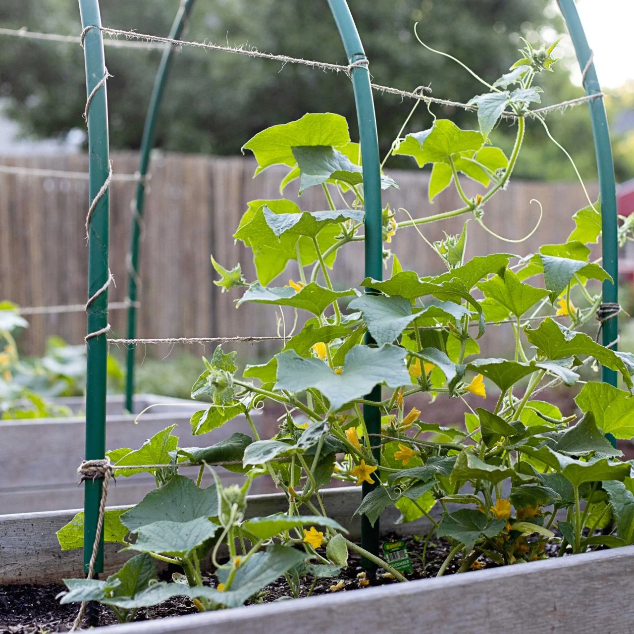 Cucumbers