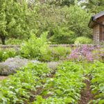 Potato Companion Plants