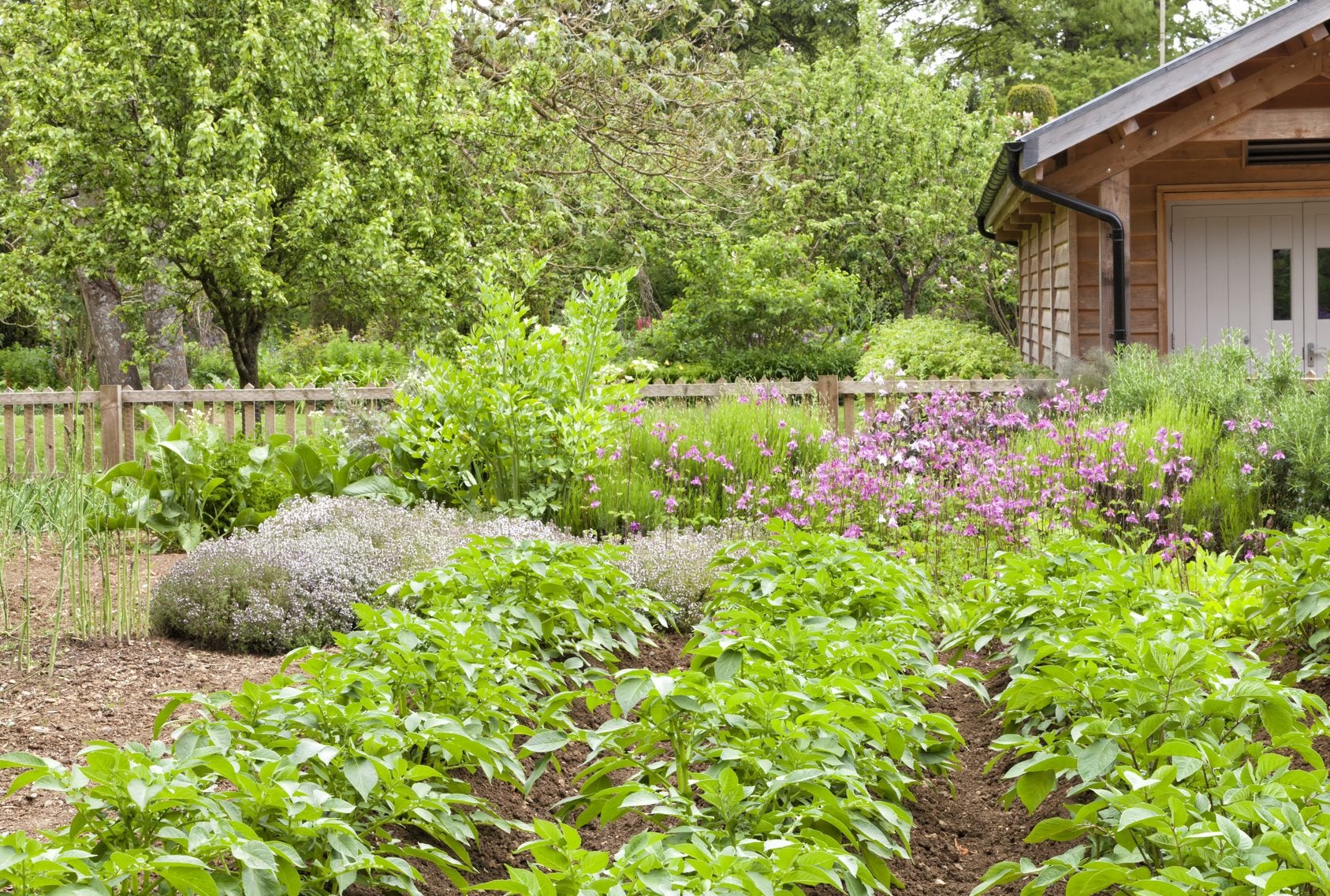 Potato Companion Plants