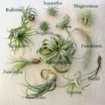 Air Plants