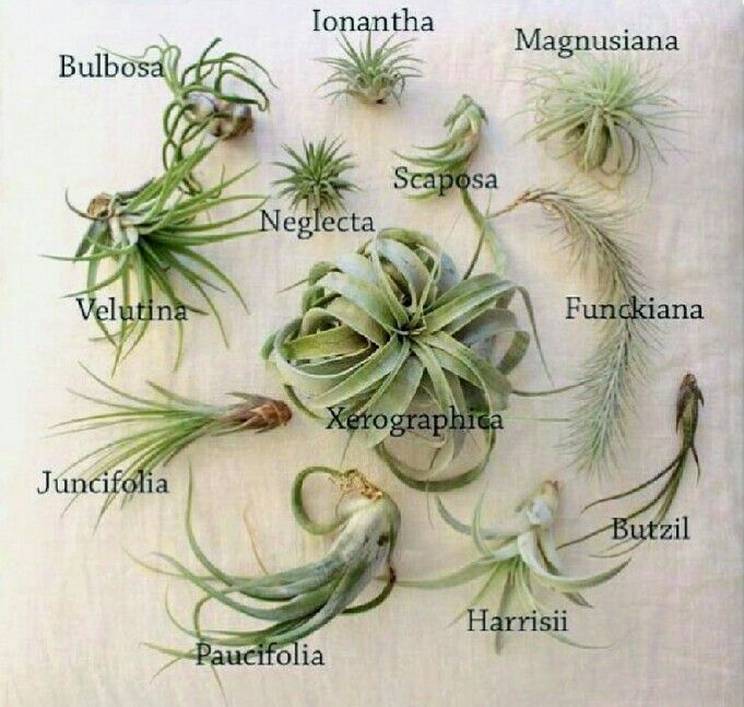 Air Plants