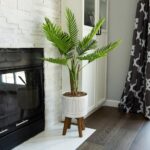 Indoor Palm Trees