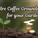 Coffee Grounds