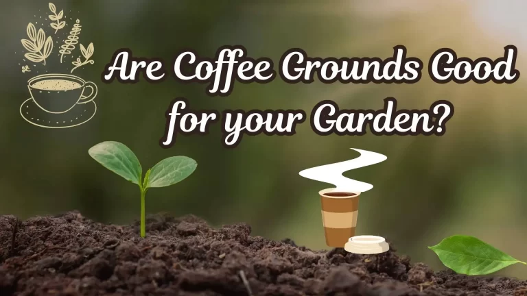 Coffee Grounds