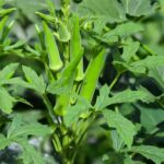 Okra Companion Plants