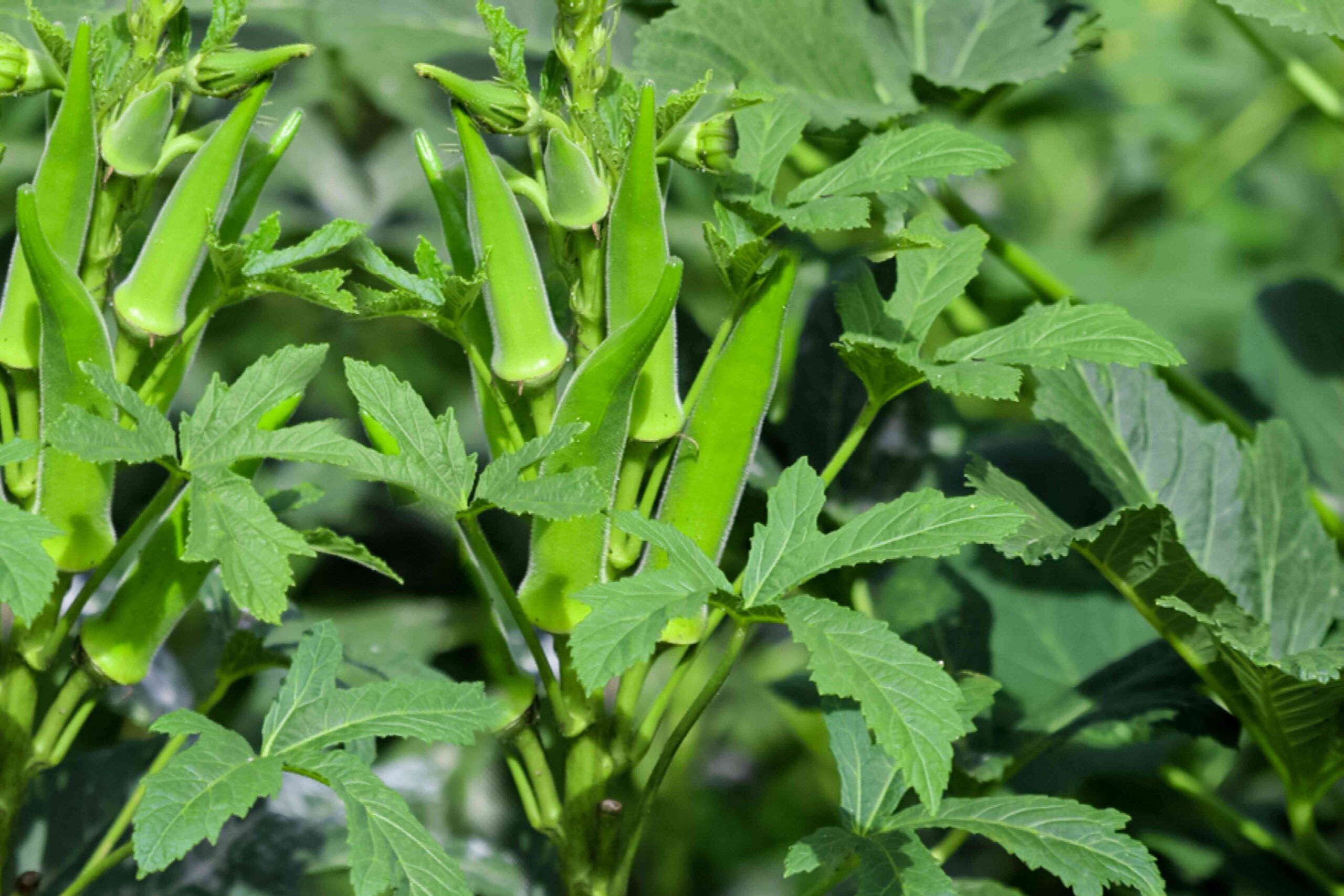 Okra Companion Plants