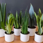 Snake Plants