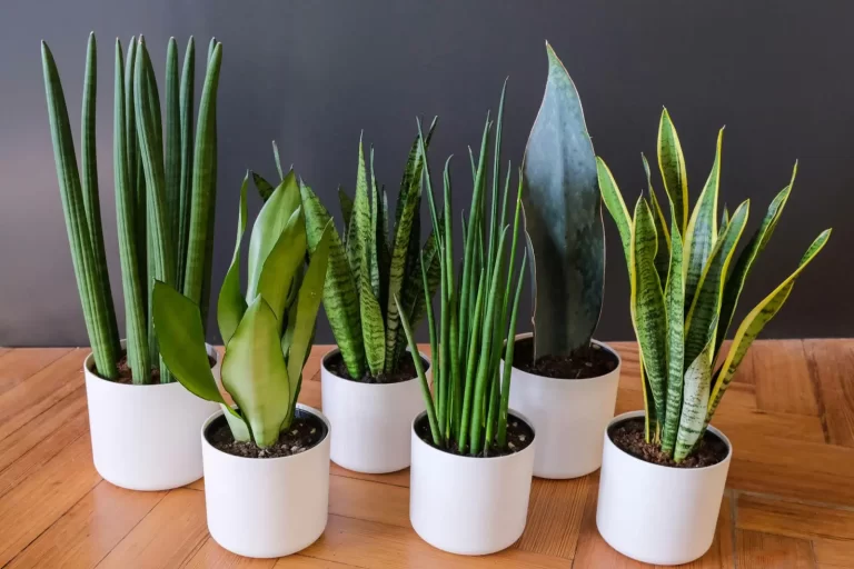 Snake Plants