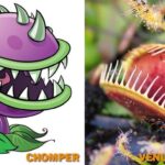 Plants vs Zombies Characters