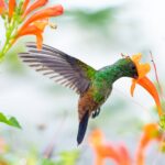 Hummingbirds