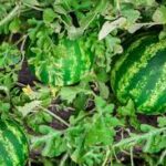 Watermelon Companion Plants